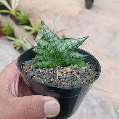 Sansevieria Bonji, real gallery image #3 plants. Picture taken directly from kaktus.id community Sansevieria farmer green houses.