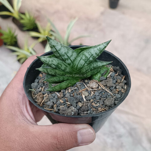 Sansevieria Bonji, real gallery image #4 plants. Picture taken directly from kaktus.id community Sansevieria farmer green houses.