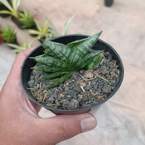 Sansevieria Bonji, real gallery image #5 plants. Picture taken directly from kaktus.id community Sansevieria farmer green houses.