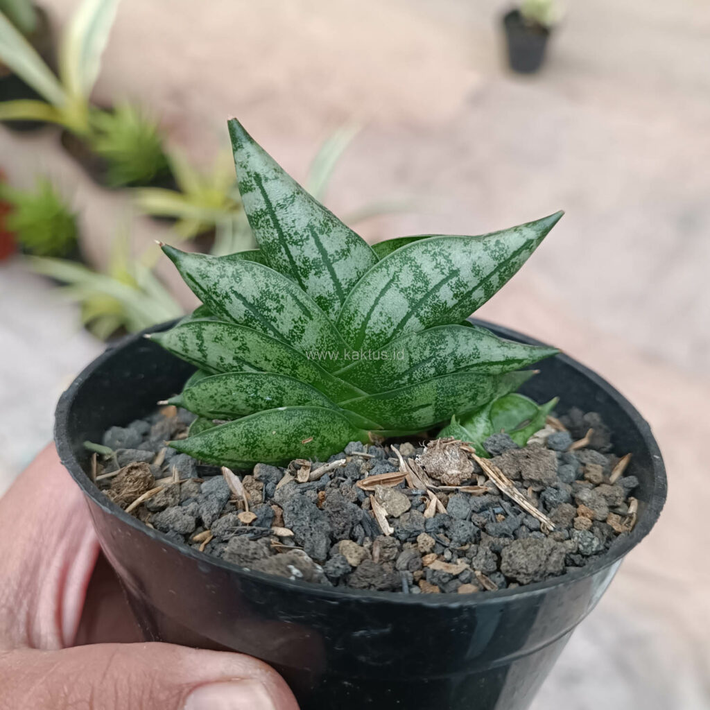 kaktus.id
