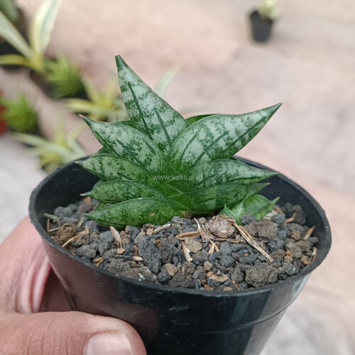 Sansevieria Bonji, real gallery image #7 plants. Picture taken directly from kaktus.id community Sansevieria farmer green houses.