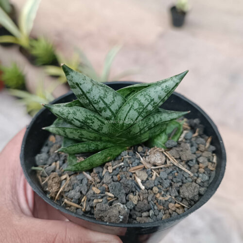 Sansevieria Bonji, real gallery image #8 plants. Picture taken directly from kaktus.id community Sansevieria farmer green houses.