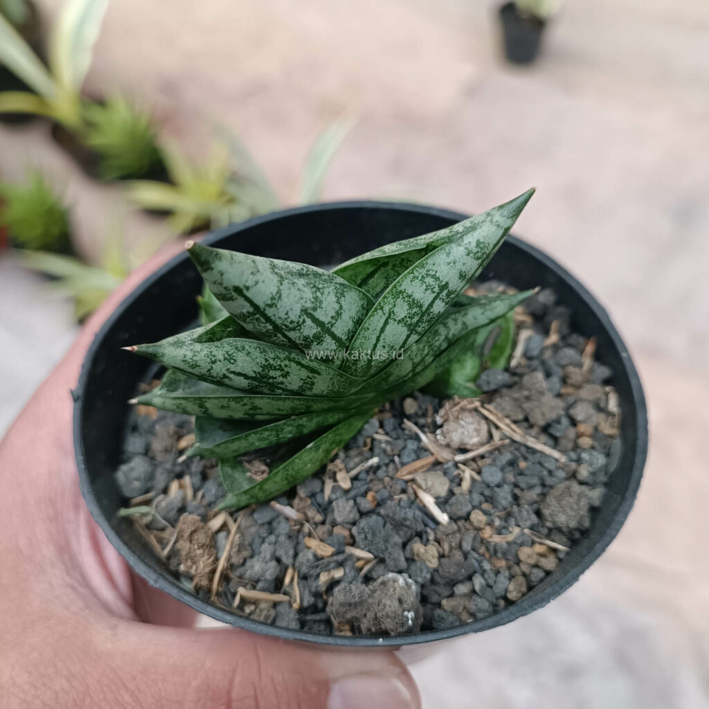kaktus.id