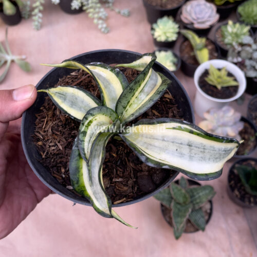 Sansevieria Golden Wendy, real gallery image #2 plants. Picture taken directly from kaktus.id community Sansevieria farmer green houses.