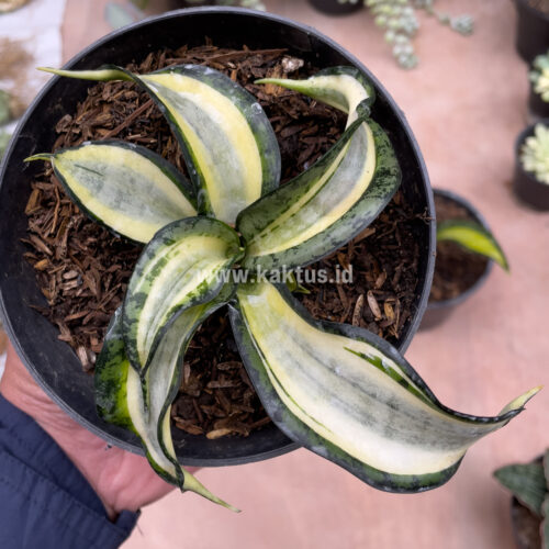 Sansevieria Golden Wendy, real gallery image #4 plants. Picture taken directly from kaktus.id community Sansevieria farmer green houses.
