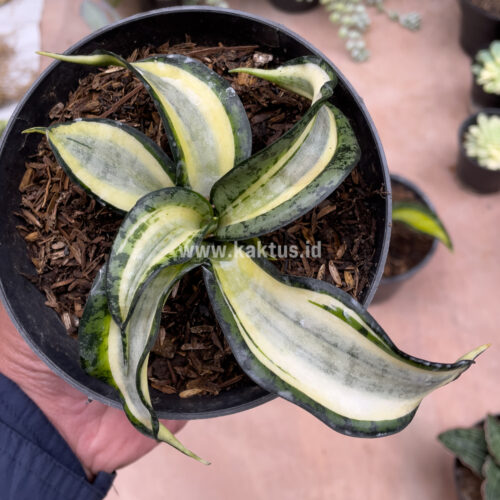 Sansevieria Golden Wendy, real gallery image #1 plants. Picture taken directly from kaktus.id community Sansevieria farmer green houses.