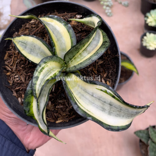 Sansevieria Golden Wendy, real gallery image #6 plants. Picture taken directly from kaktus.id community Sansevieria farmer green houses.