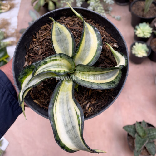 Sansevieria Golden Wendy, real gallery image #10 plants. Picture taken directly from kaktus.id community Sansevieria farmer green houses.