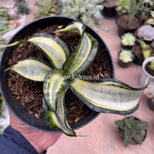 Sansevieria Golden Wendy, real gallery image #11 plants. Picture taken directly from kaktus.id community Sansevieria farmer green houses.