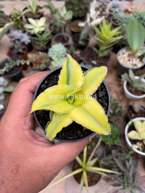 Sansevieria Arborescense, real gallery image #30 plants. Picture taken directly from kaktus.id community Sansevieria farmer green houses.