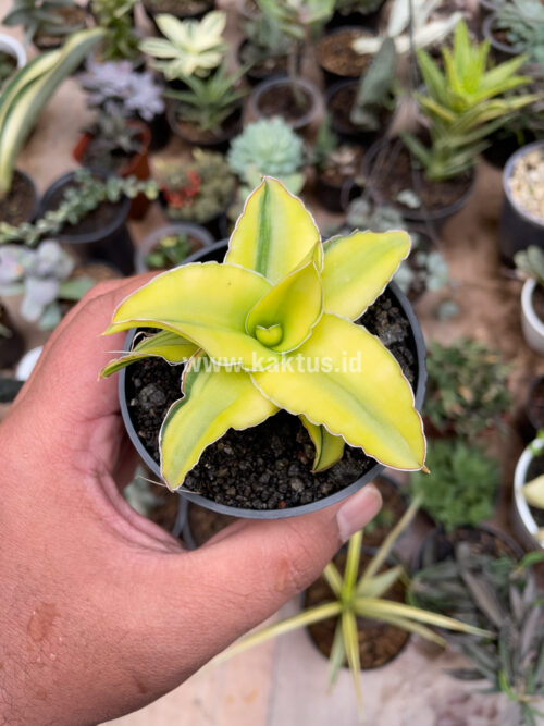 Sansevieria Arborescense, real gallery image #21 plants. Picture taken directly from kaktus.id community Sansevieria farmer green houses.