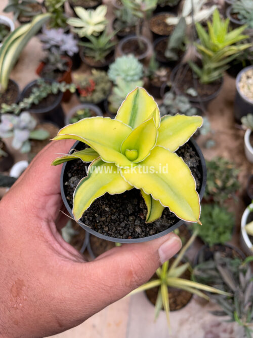 Sansevieria Arborescense, real gallery image #20 plants. Picture taken directly from kaktus.id community Sansevieria farmer green houses.