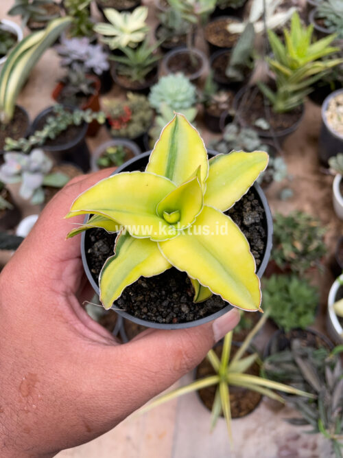 Sansevieria Arborescense, real gallery image #19 plants. Picture taken directly from kaktus.id community Sansevieria farmer green houses.