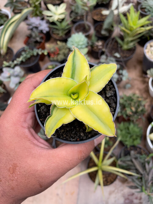 Sansevieria Arborescense, real gallery image #18 plants. Picture taken directly from kaktus.id community Sansevieria farmer green houses.