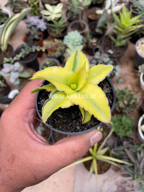 Sansevieria Arborescense, real gallery image #17 plants. Picture taken directly from kaktus.id community Sansevieria farmer green houses.