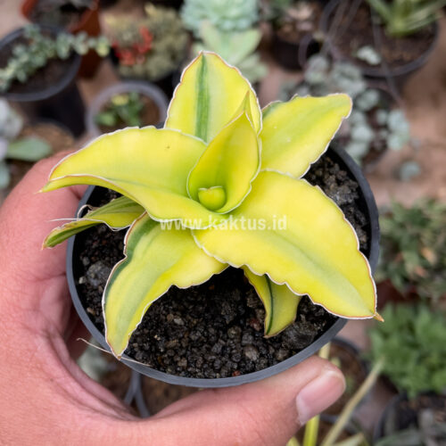 Sansevieria Arborescense, real gallery image #16 plants. Picture taken directly from kaktus.id community Sansevieria farmer green houses.