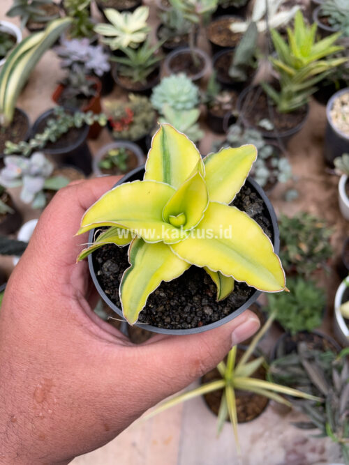 Sansevieria Arborescense, real gallery image #15 plants. Picture taken directly from kaktus.id community Sansevieria farmer green houses.