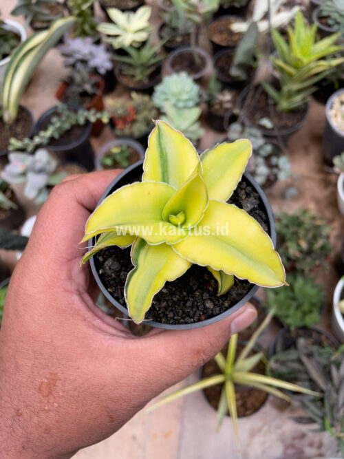 Sansevieria Arborescense, real gallery image #14 plants. Picture taken directly from kaktus.id community Sansevieria farmer green houses.