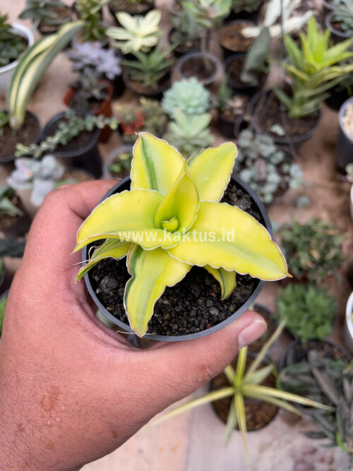 Sansevieria Arborescense, real gallery image #13 plants. Picture taken directly from kaktus.id community Sansevieria farmer green houses.