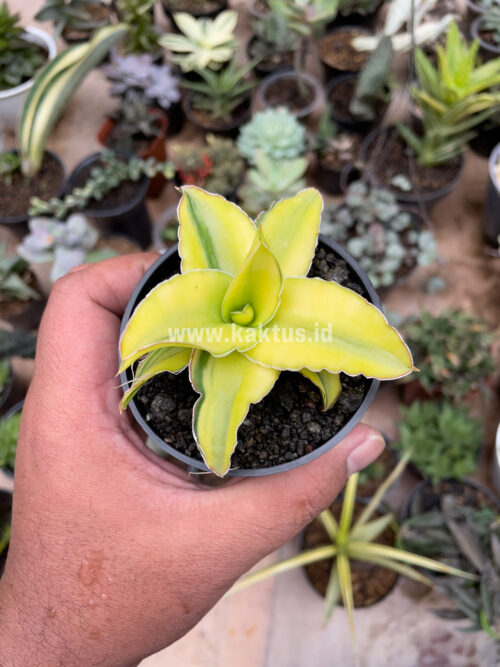 Sansevieria Arborescense, real gallery image #12 plants. Picture taken directly from kaktus.id community Sansevieria farmer green houses.