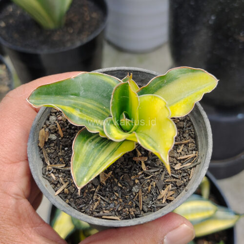 Sansevieria Arborescense, real gallery image #3 plants. Picture taken directly from kaktus.id community Sansevieria farmer green houses.