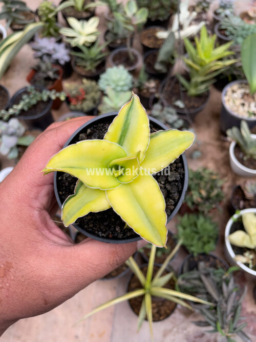 Sansevieria Arborescense, real gallery image #29 plants. Picture taken directly from kaktus.id community Sansevieria farmer green houses.