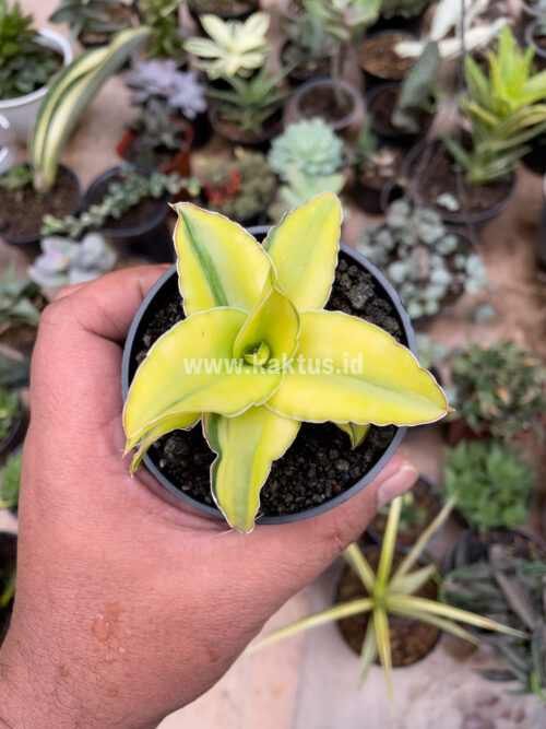 Sansevieria Arborescense, real gallery image #10 plants. Picture taken directly from kaktus.id community Sansevieria farmer green houses.