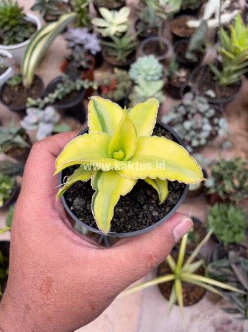 Sansevieria Arborescense, real gallery image #9 plants. Picture taken directly from kaktus.id community Sansevieria farmer green houses.
