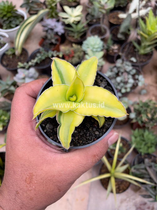 Sansevieria Arborescense, real gallery image #8 plants. Picture taken directly from kaktus.id community Sansevieria farmer green houses.