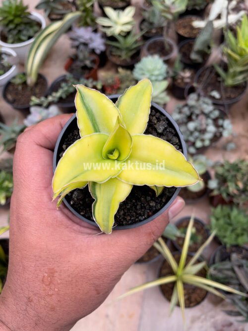 Sansevieria Arborescense, real gallery image #7 plants. Picture taken directly from kaktus.id community Sansevieria farmer green houses.