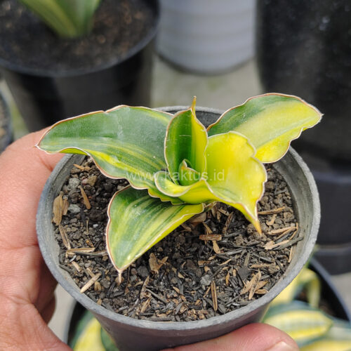 Sansevieria Arborescense, real gallery image #1 plants. Picture taken directly from kaktus.id community Sansevieria farmer green houses.