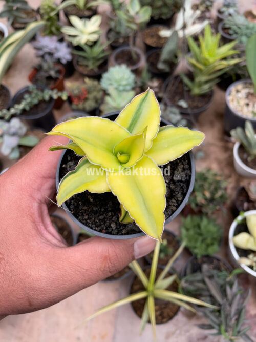 Sansevieria Arborescense, real gallery image #28 plants. Picture taken directly from kaktus.id community Sansevieria farmer green houses.