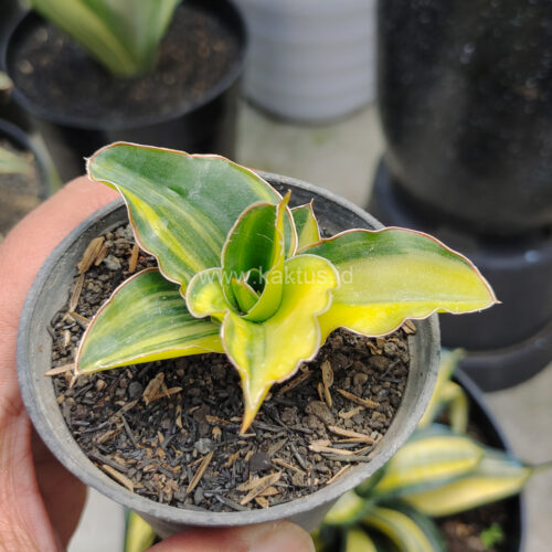 Sansevieria Arborescense, real gallery image #4 plants. Picture taken directly from kaktus.id community Sansevieria farmer green houses.