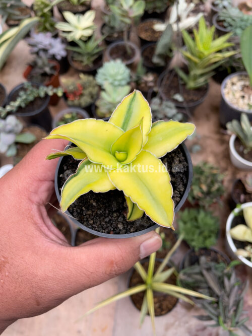 Sansevieria Arborescense, real gallery image #27 plants. Picture taken directly from kaktus.id community Sansevieria farmer green houses.