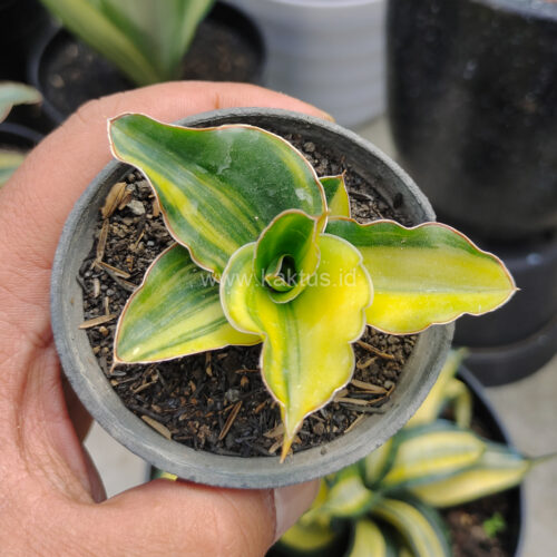 Sansevieria Arborescense, real gallery image #6 plants. Picture taken directly from kaktus.id community Sansevieria farmer green houses.