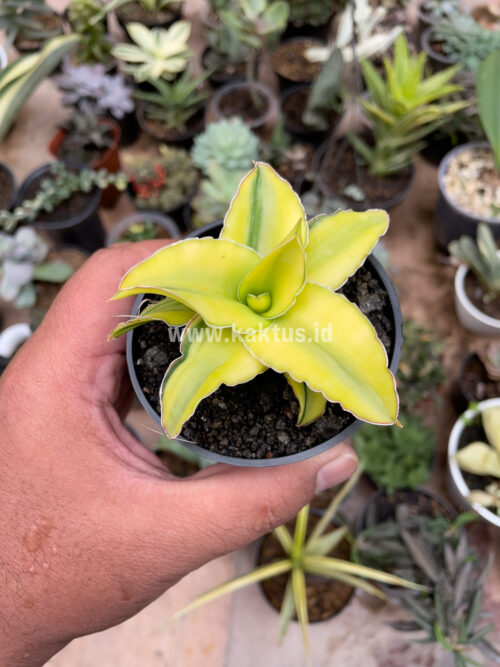 Sansevieria Arborescense, real gallery image #26 plants. Picture taken directly from kaktus.id community Sansevieria farmer green houses.