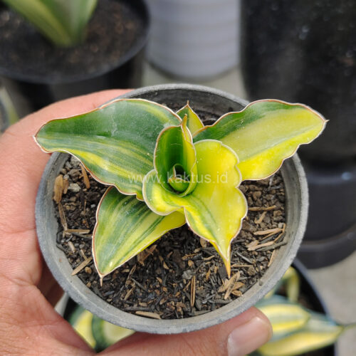 Sansevieria Arborescense, real gallery image #2 plants. Picture taken directly from kaktus.id community Sansevieria farmer green houses.