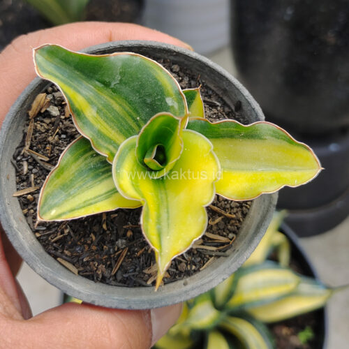 Sansevieria Arborescense, real gallery image #5 plants. Picture taken directly from kaktus.id community Sansevieria farmer green houses.