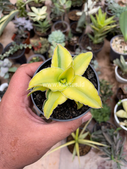 Sansevieria Arborescense, real gallery image #25 plants. Picture taken directly from kaktus.id community Sansevieria farmer green houses.