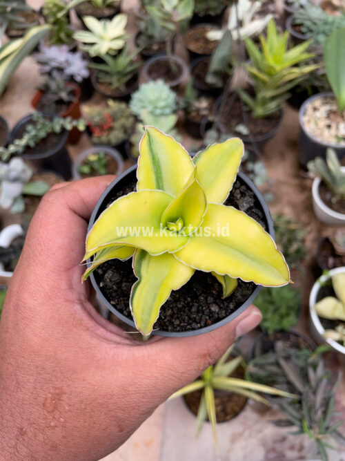 Sansevieria Arborescense, real gallery image #24 plants. Picture taken directly from kaktus.id community Sansevieria farmer green houses.