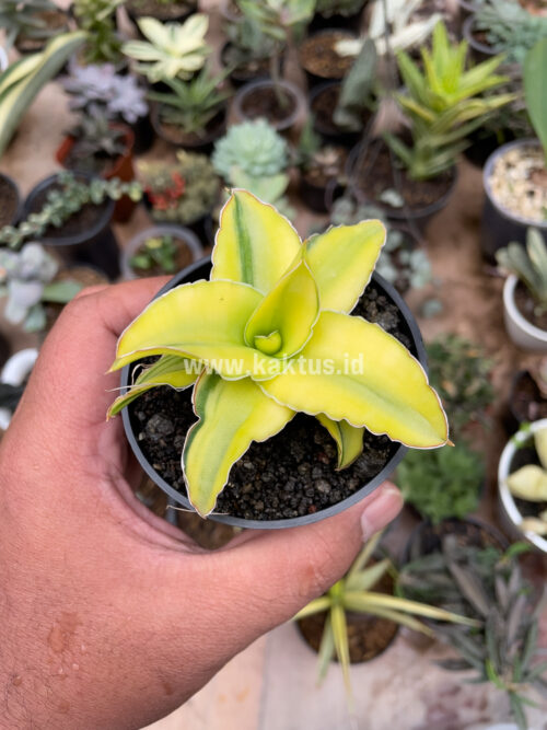 Sansevieria Arborescense, real gallery image #23 plants. Picture taken directly from kaktus.id community Sansevieria farmer green houses.