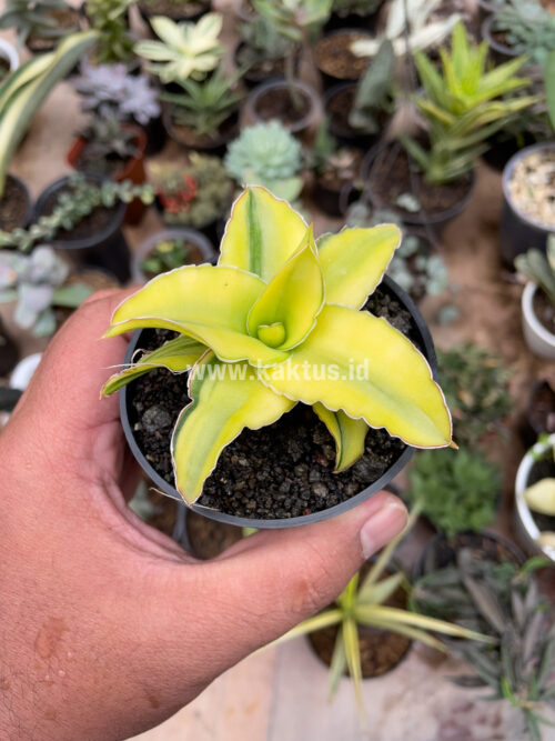 Sansevieria Arborescense, real gallery image #22 plants. Picture taken directly from kaktus.id community Sansevieria farmer green houses.