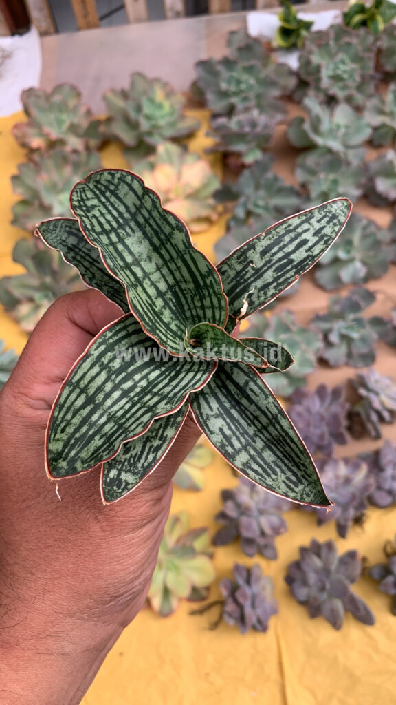 kaktus.id