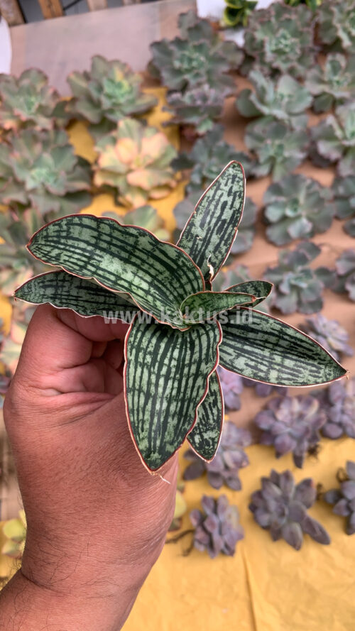 Sansevieria Cleopatra, real gallery image #3 plants. Picture taken directly from kaktus.id community Sansevieria farmer green houses.