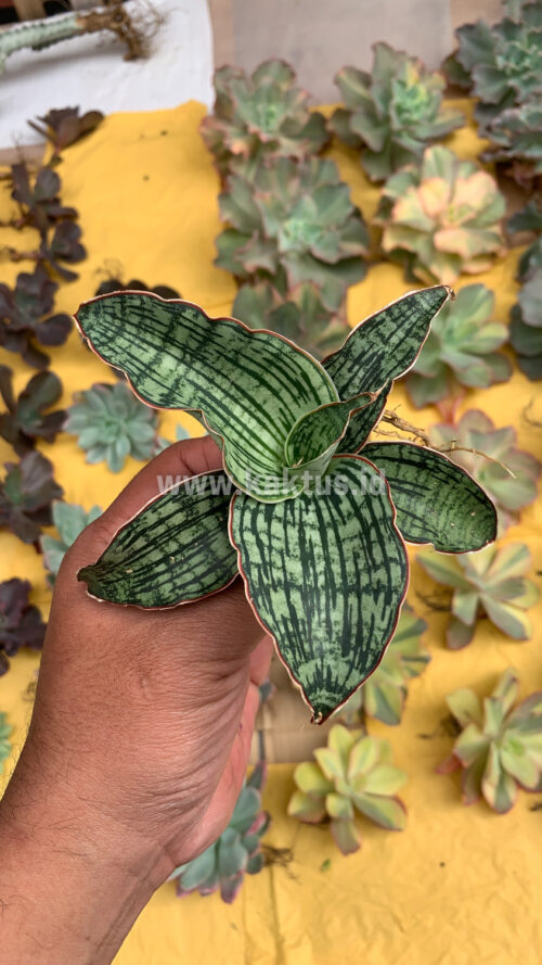Sansevieria Cleopatra, real gallery image #2 plants. Picture taken directly from kaktus.id community Sansevieria farmer green houses.