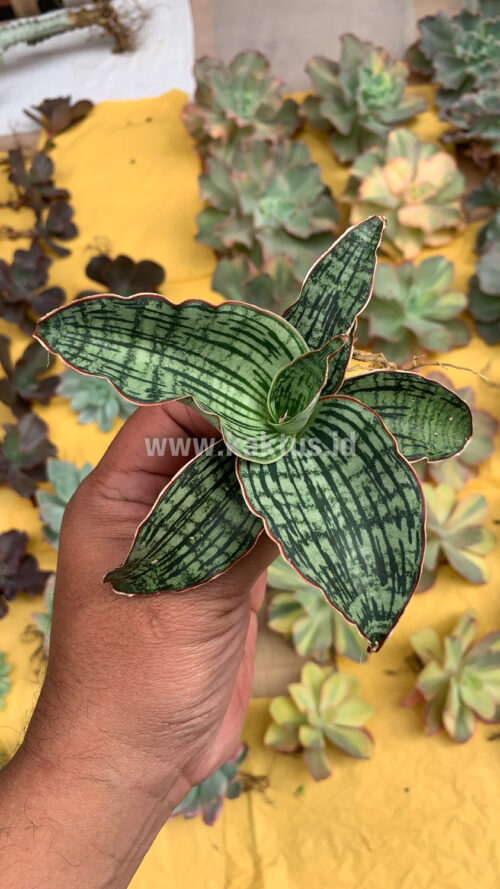 Sansevieria Cleopatra, real gallery image #5 plants. Picture taken directly from kaktus.id community Sansevieria farmer green houses.
