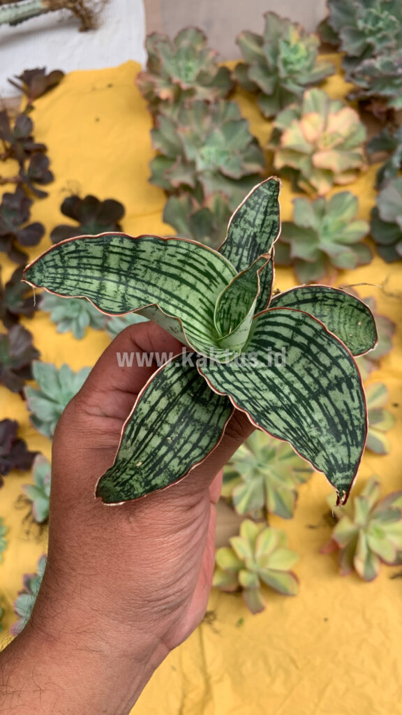 kaktus.id