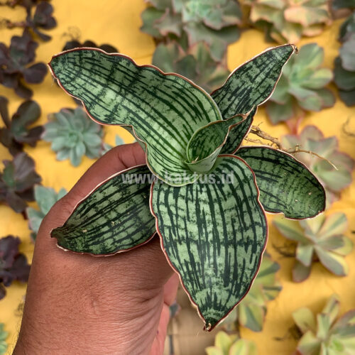 sansevieria katana Sansevieria pingui x katana  Succulentasia