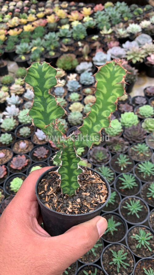 Euphorbia Ammak, real gallery image #2 plants. Picture taken directly from kaktus.id community Euphorbia farmer green houses.