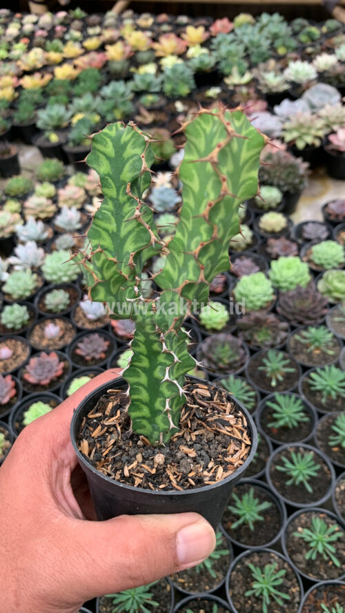 Euphorbia Ammak, real gallery image #3 plants. Picture taken directly from kaktus.id community Euphorbia farmer green houses.